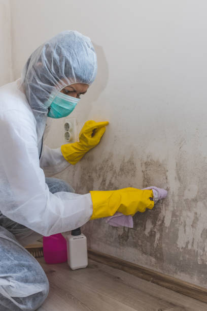 Best Residential Mold Inspection & Testing  in Chicago Heights, IL